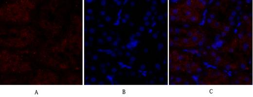 IF - p38 Polyclonal Antibody AP71696